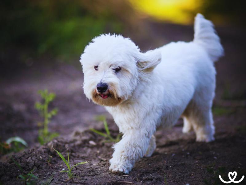 Plemeno-coton-de-tulear (3)